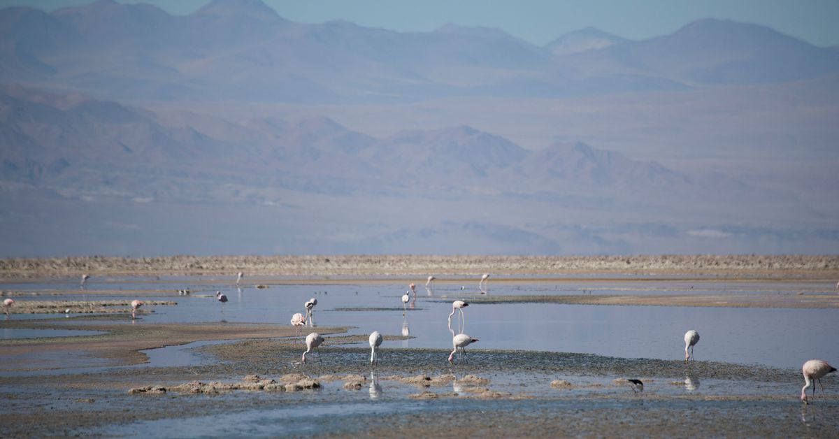 In Chile's Atacama, lithium mining stirs fight over flamingos