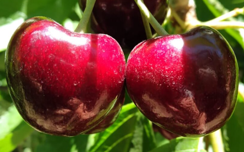 Agronometrics in Charts: Supply surge forces Chilean cherry industry to look beyond China